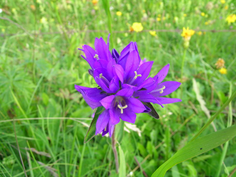 Intorno al Lago di Carezza - Campanula glomerata