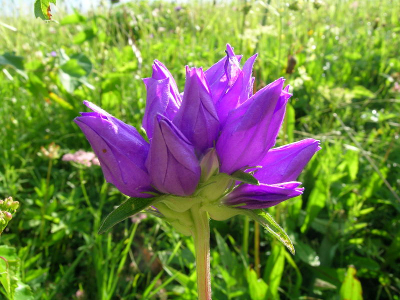 Intorno al Lago di Carezza - Campanula glomerata