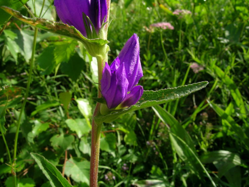 Intorno al Lago di Carezza - Campanula glomerata