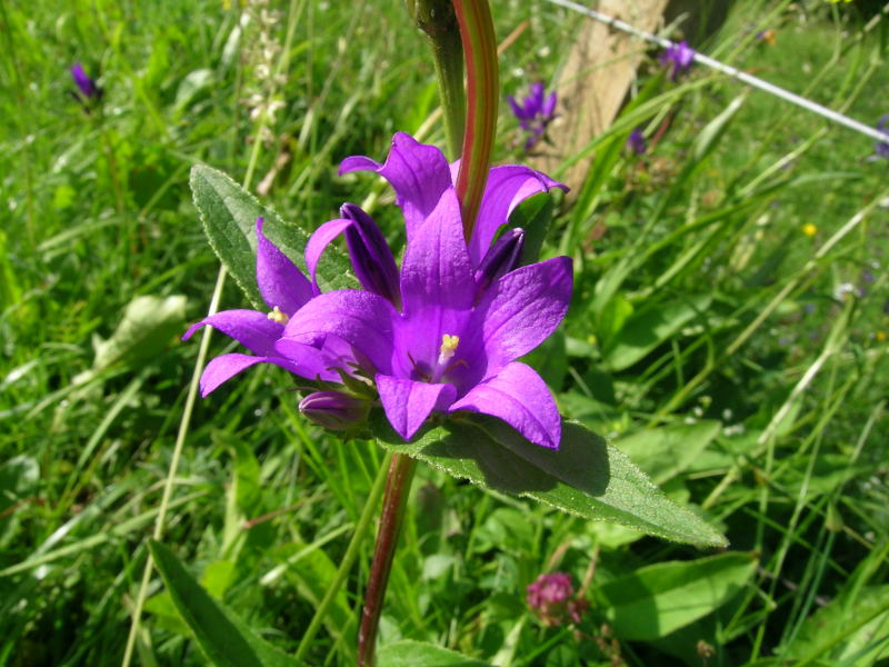 Intorno al Lago di Carezza - Campanula glomerata