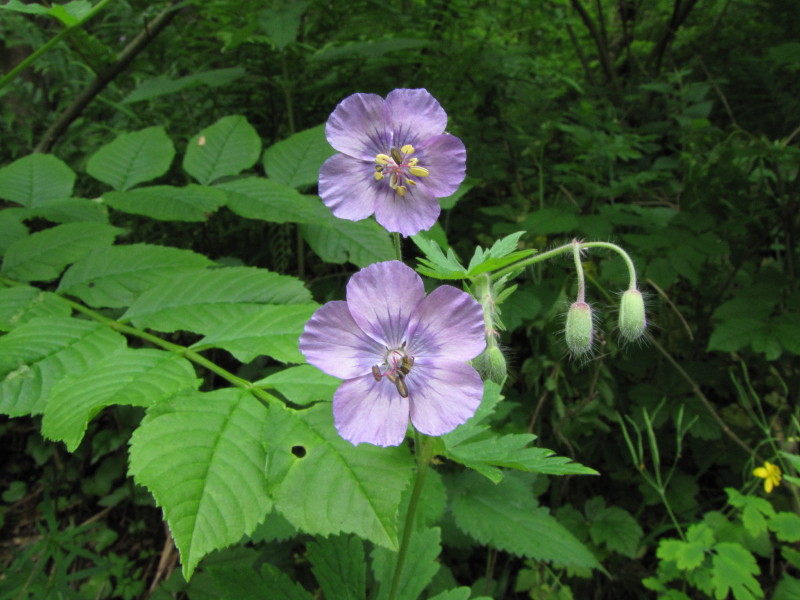 Geranium phaeum