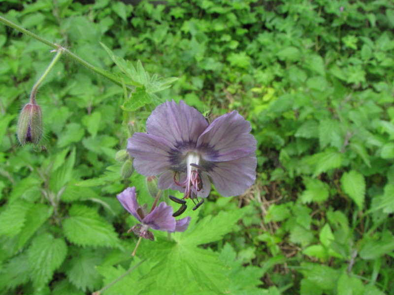 Geranium phaeum