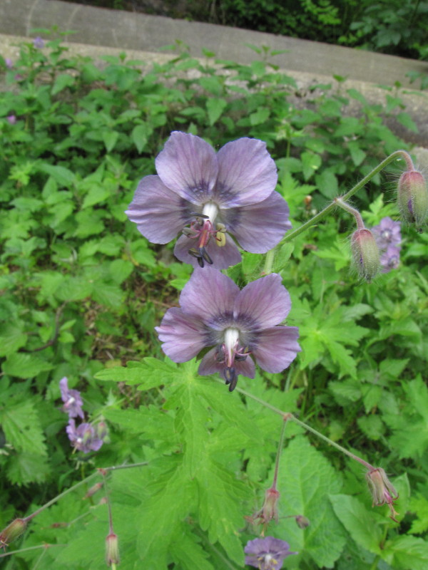 Geranium phaeum