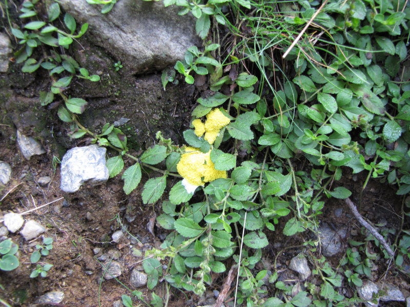 Val Gerola: stana cosa gialla