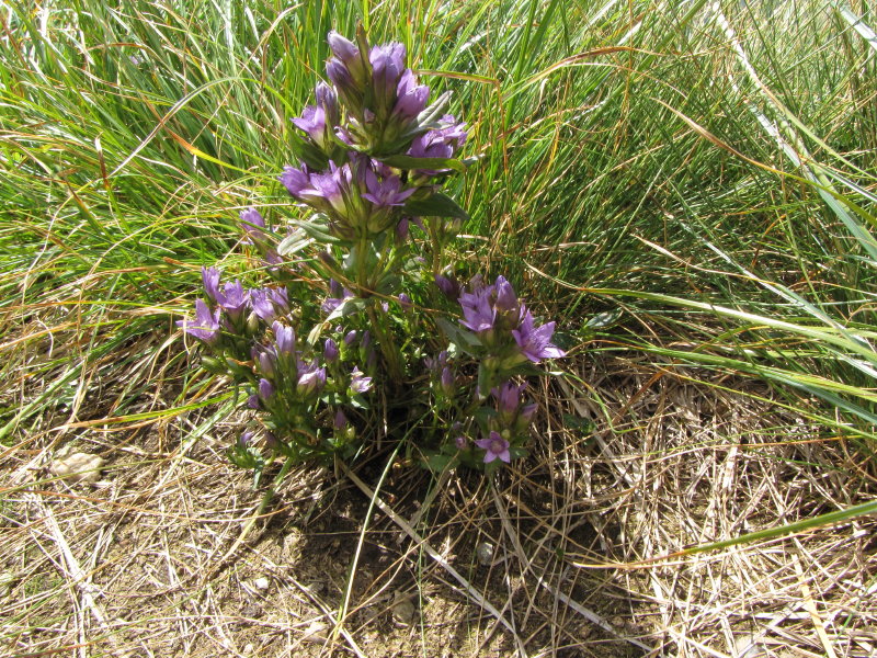 Da determinare: Val Gerola - Gentiana ramosa?