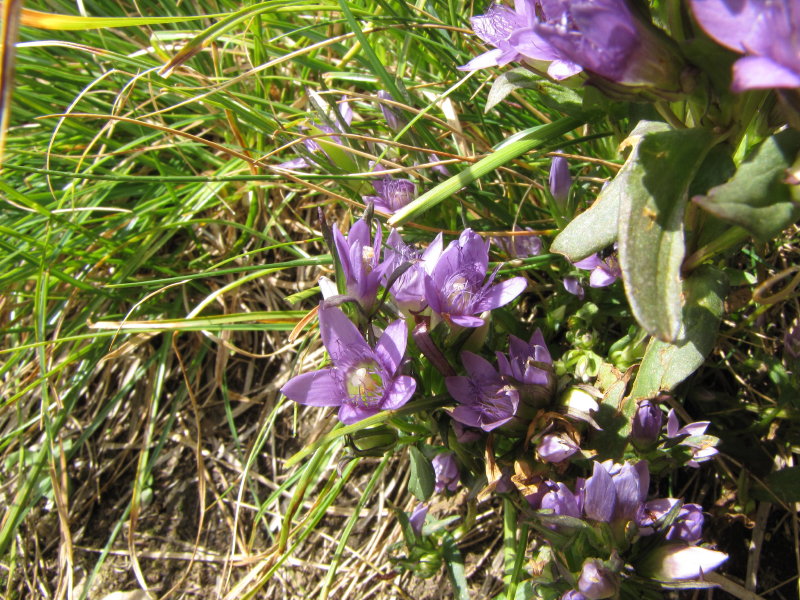 Da determinare: Val Gerola - Gentiana ramosa?