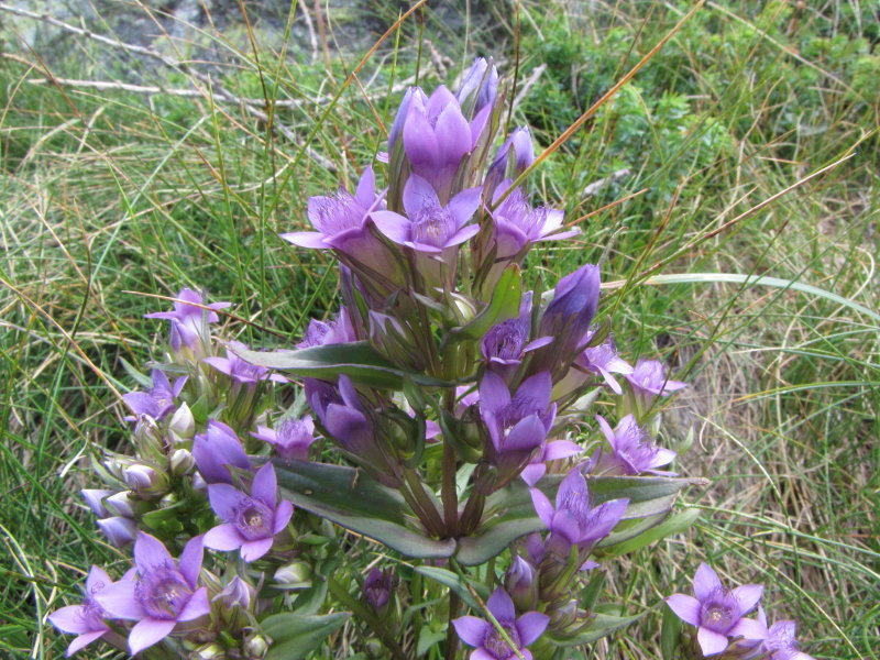 Da determinare: Val Gerola - Gentiana ramosa?