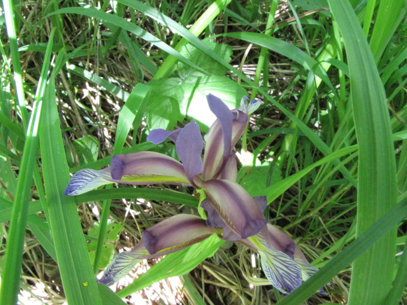 Valmadrera - Iris graminea