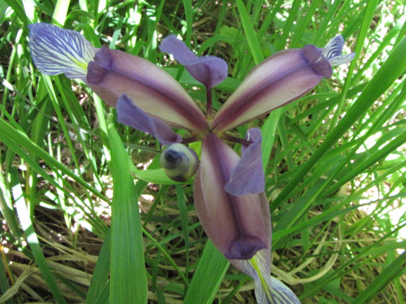 Valmadrera - Iris graminea