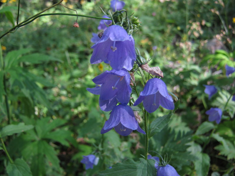 Campanula rhomboidalis / Campanula romboidale