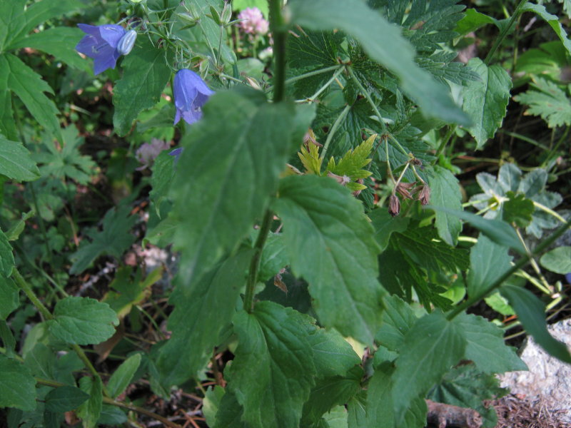 Campanula rhomboidalis / Campanula romboidale