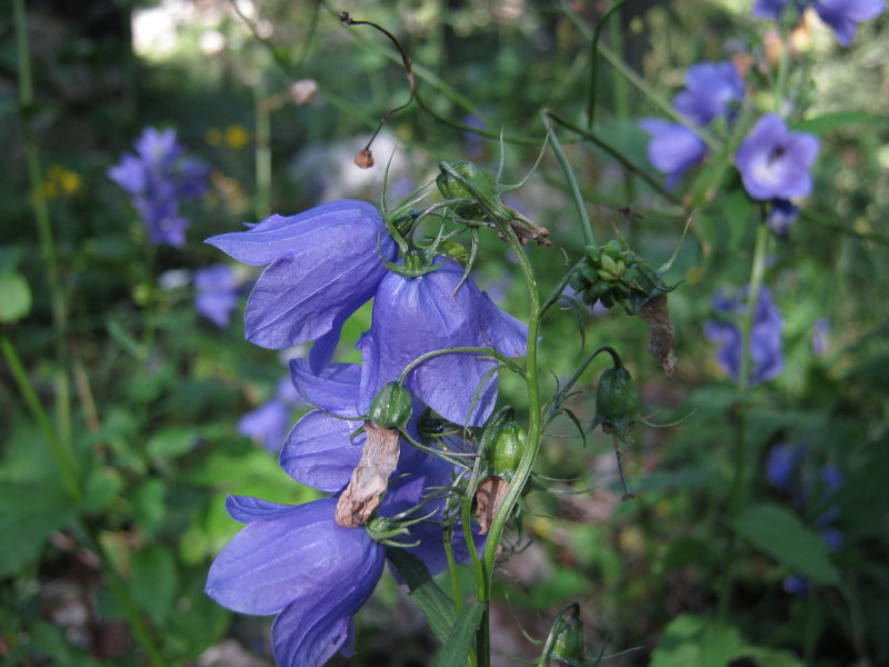 Campanula rhomboidalis / Campanula romboidale