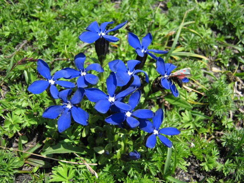 Val Ferret - Genziana verna