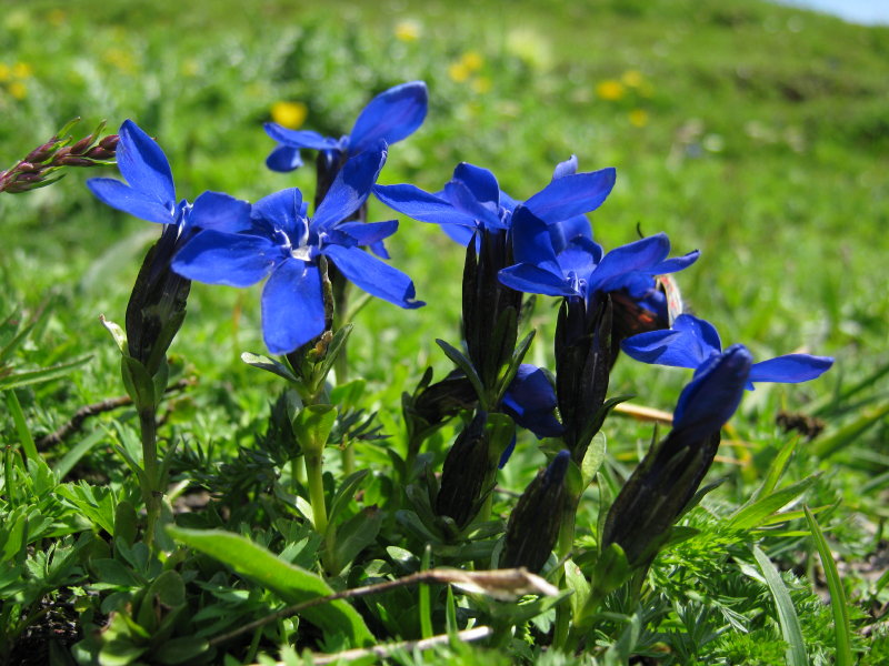 Val Ferret - Genziana verna