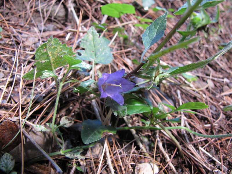 Campanula trachelium