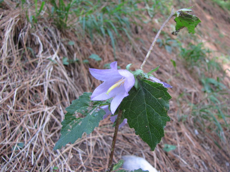 Campanula trachelium