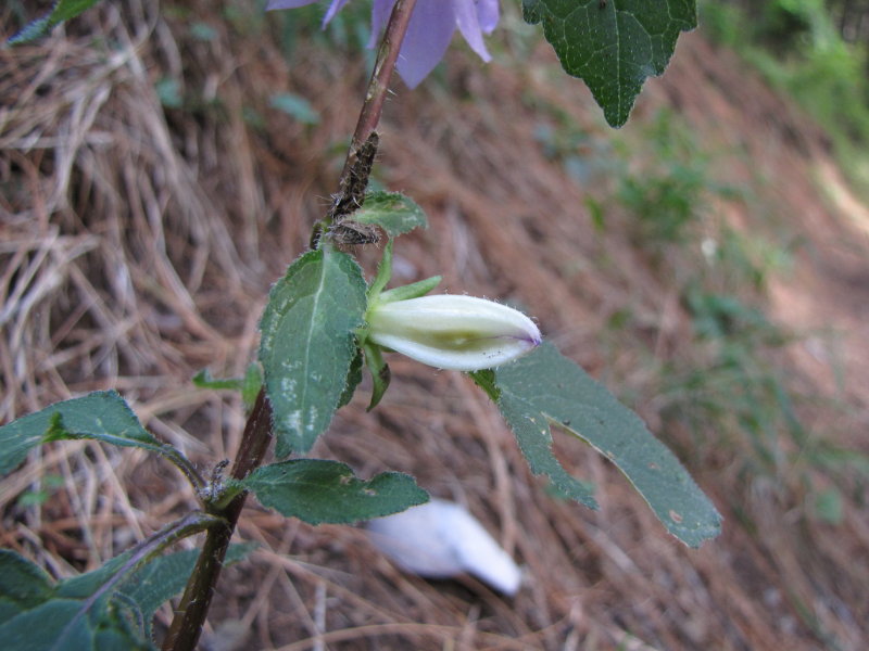 Campanula trachelium