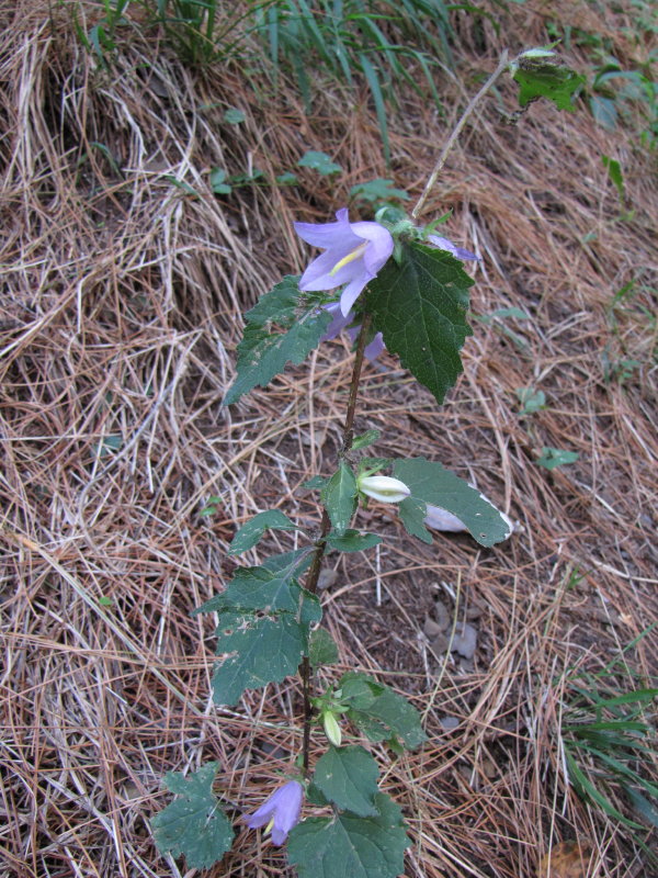 Campanula trachelium