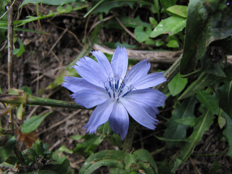 dai Corni di Canzo - Cichorium intybus