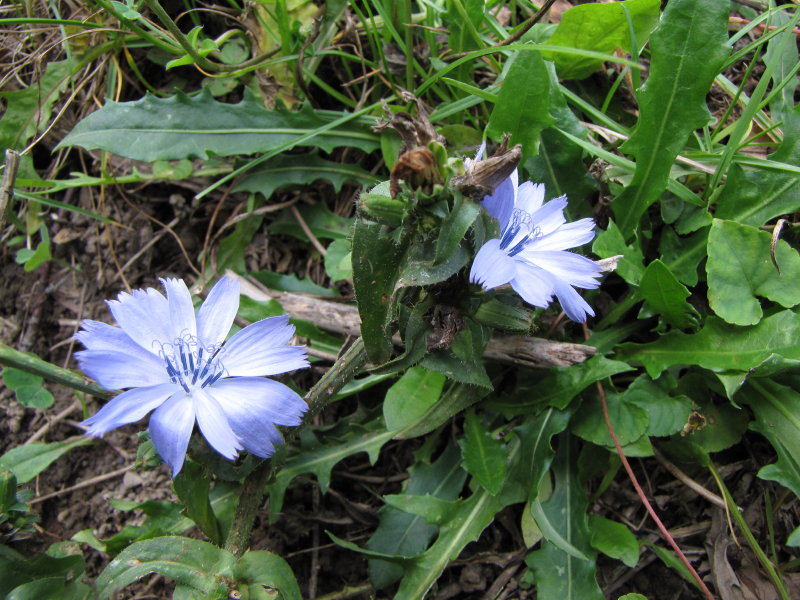 dai Corni di Canzo - Cichorium intybus