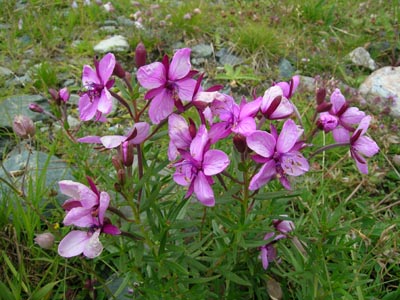 Valle di Gressoney - Chamaenerion fleischeri (ex Epilobium fleischeri)