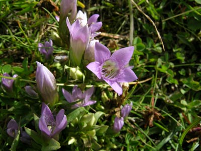 Da determinare - Valle di Gressoney - Gentianella sp.