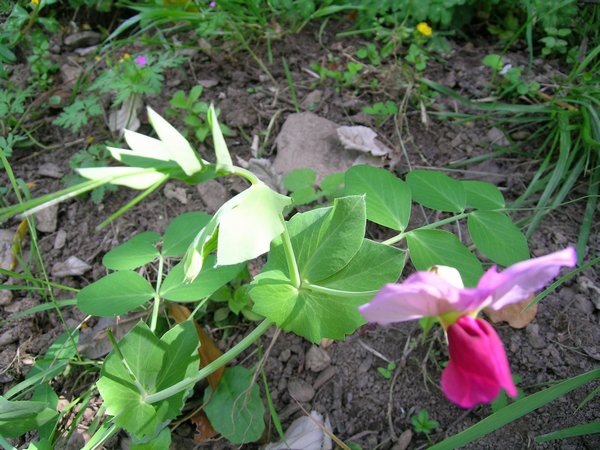 Camogli, met maggio: Pisum sativum ssp. elatius