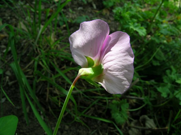 Camogli, met maggio: Pisum sativum ssp. elatius