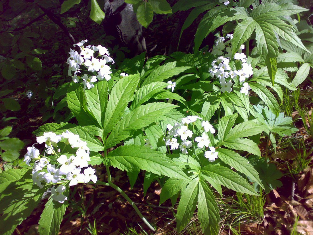 Cardamine heptaphylla