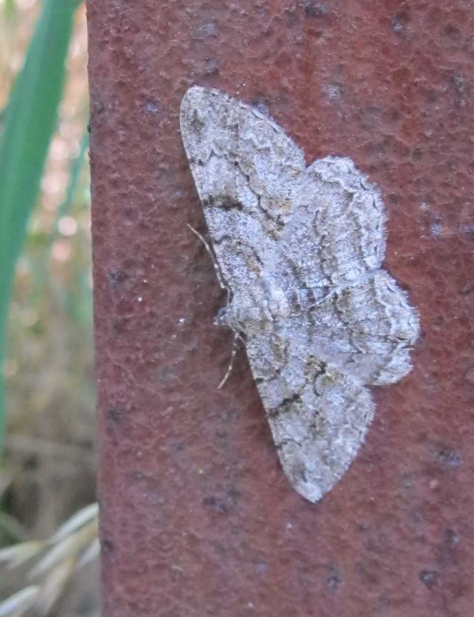 Falena medio-piccola