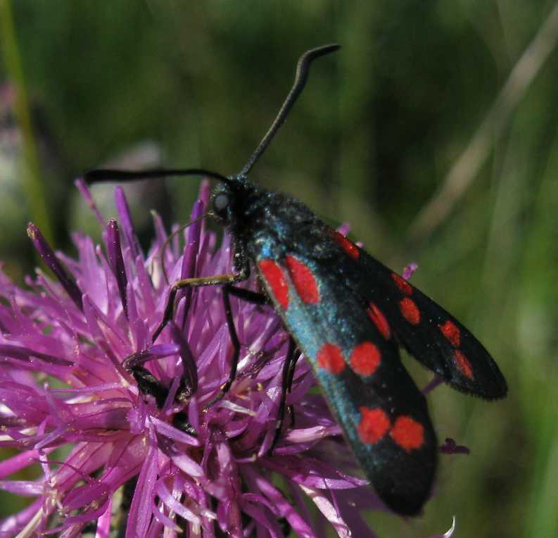 Zygaena sp.