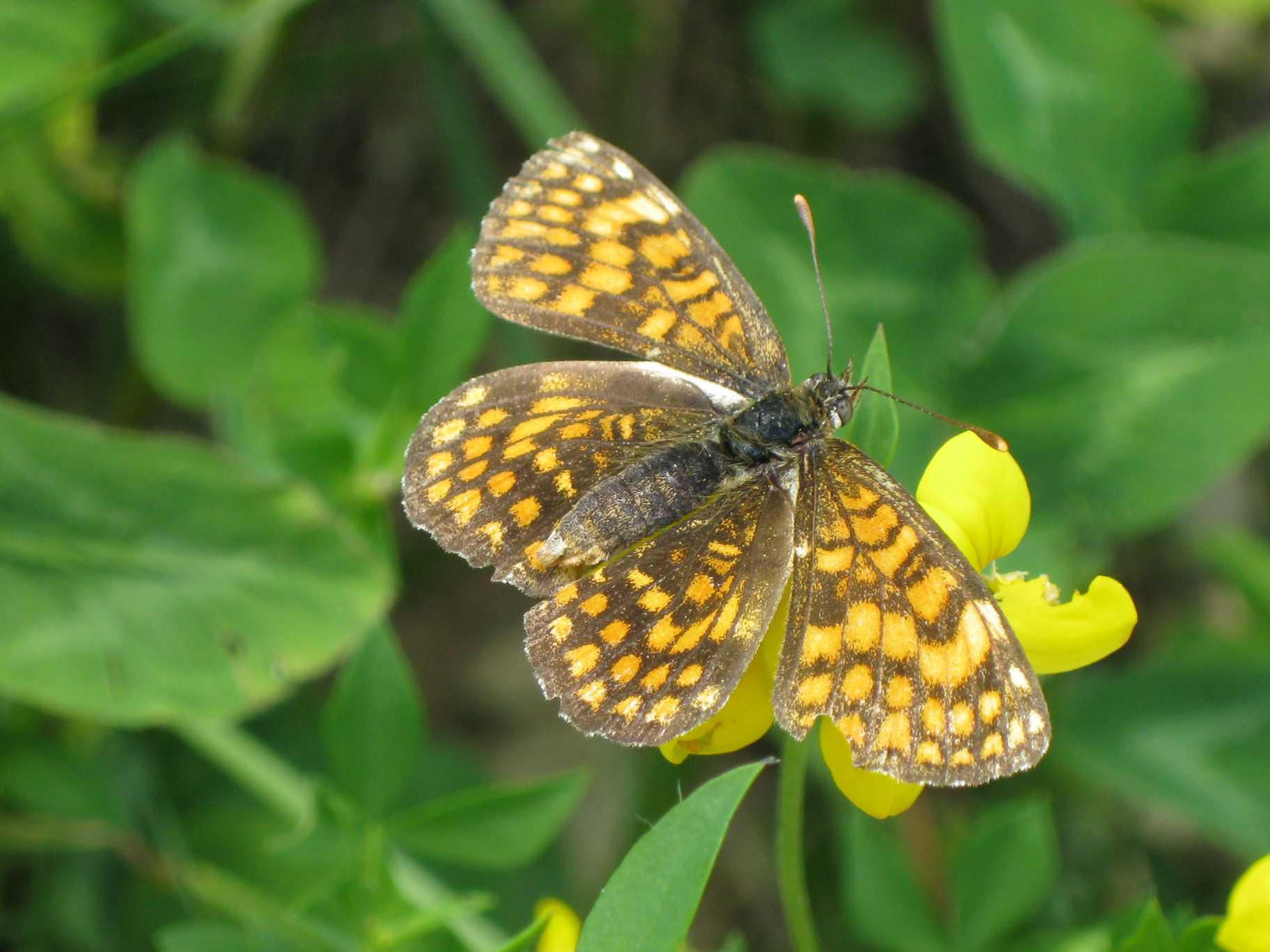 Melitaea diamina?