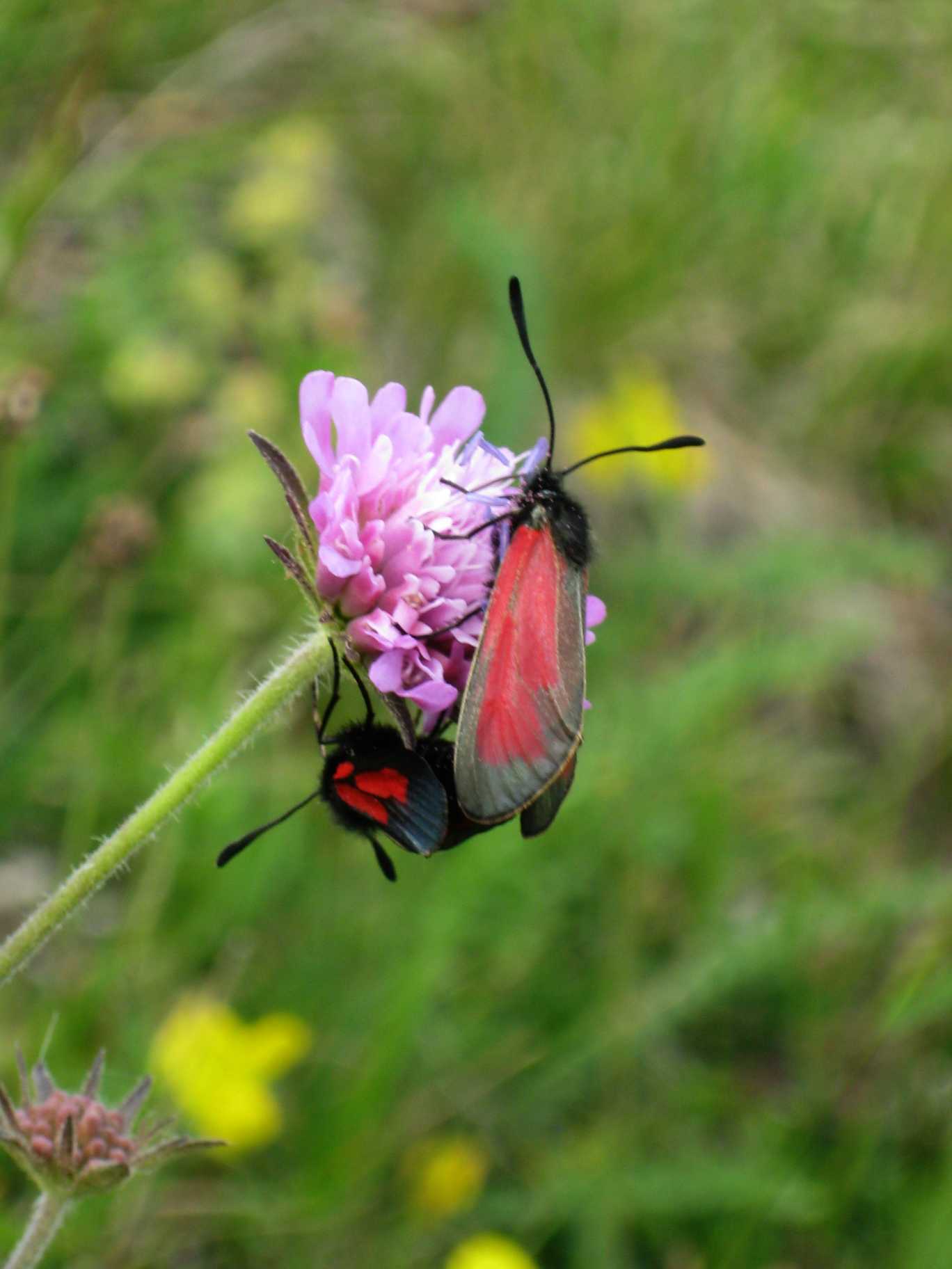 Zygaena purpuralis?