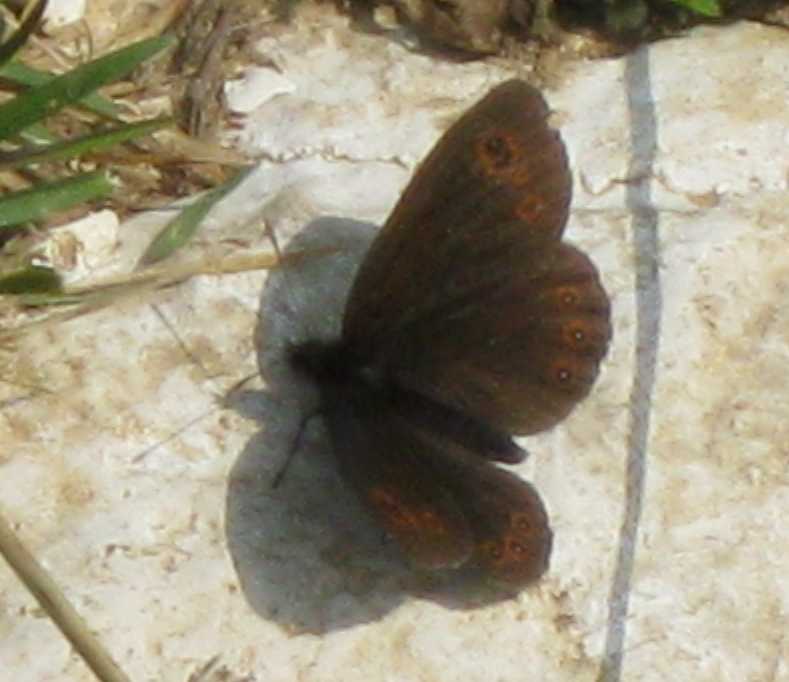 Erebia