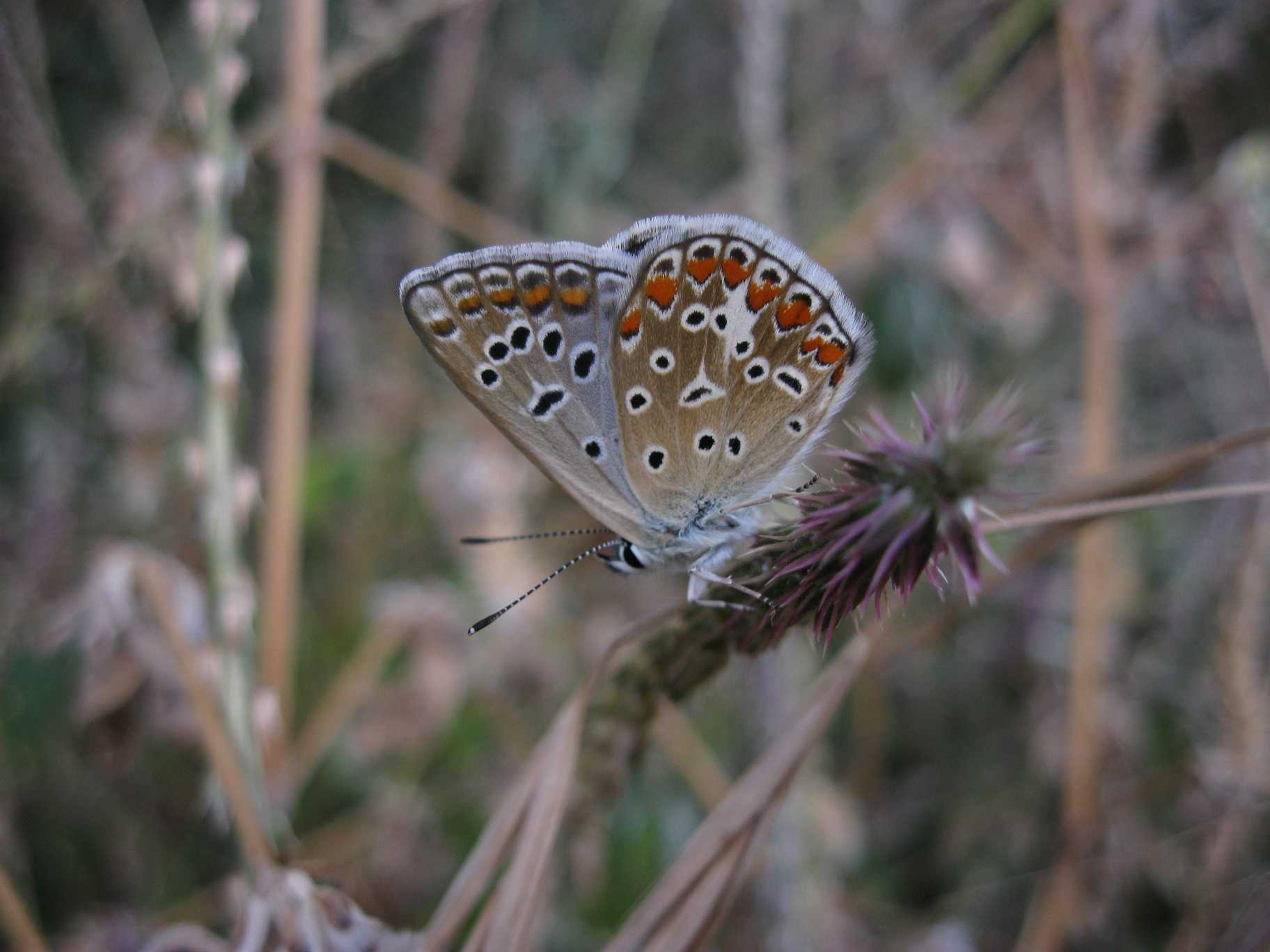 Licenide siculo da id - Polyommatus icarus