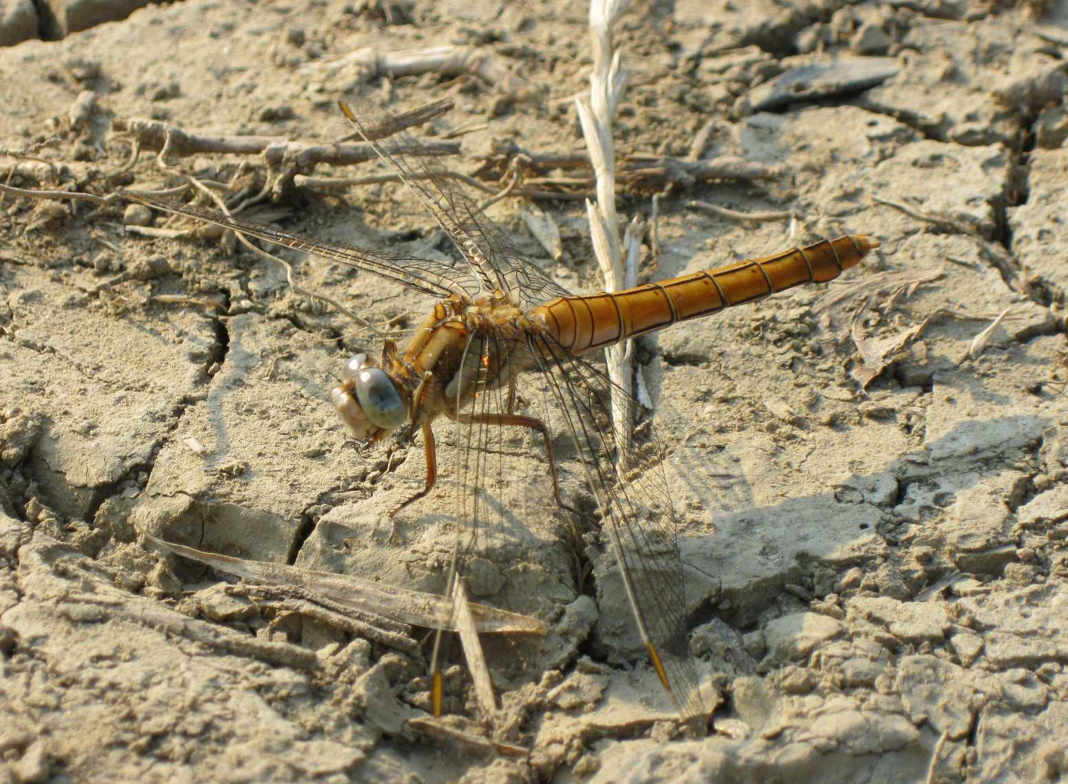 Grossa libellula arancione