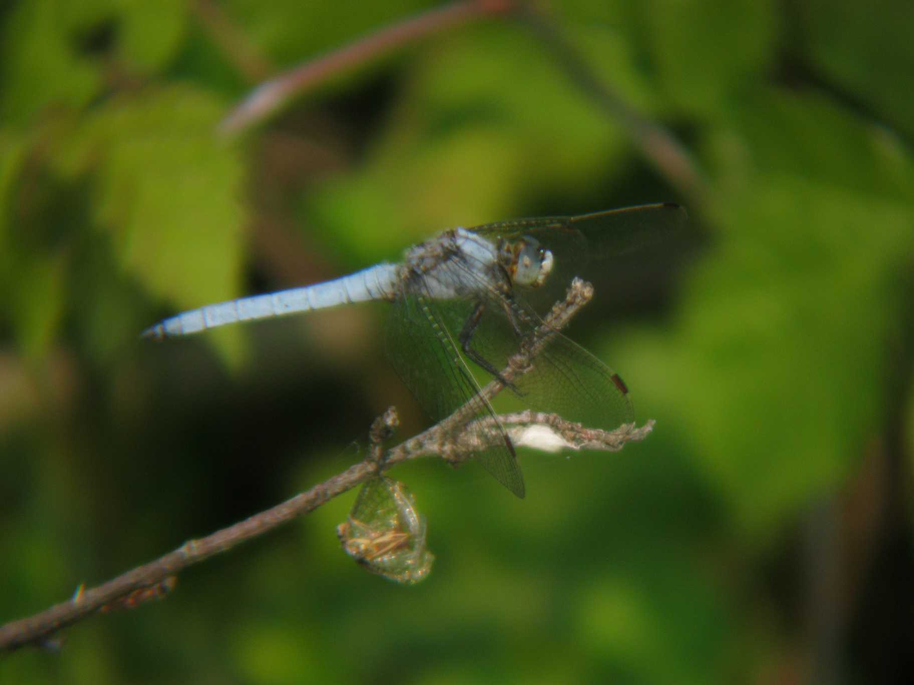 Grossa libellula arancione