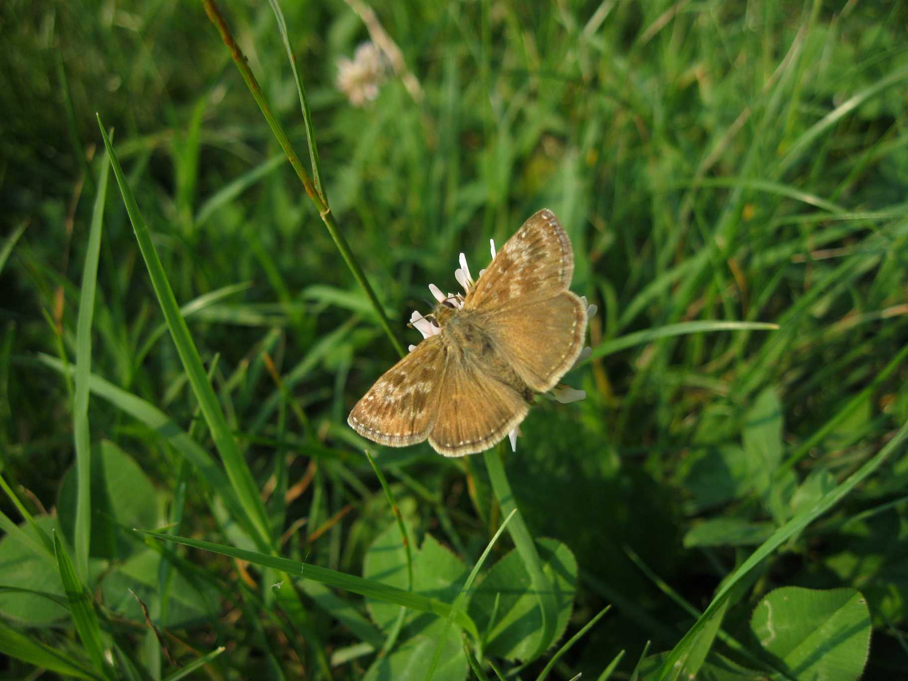 Erynnis tages