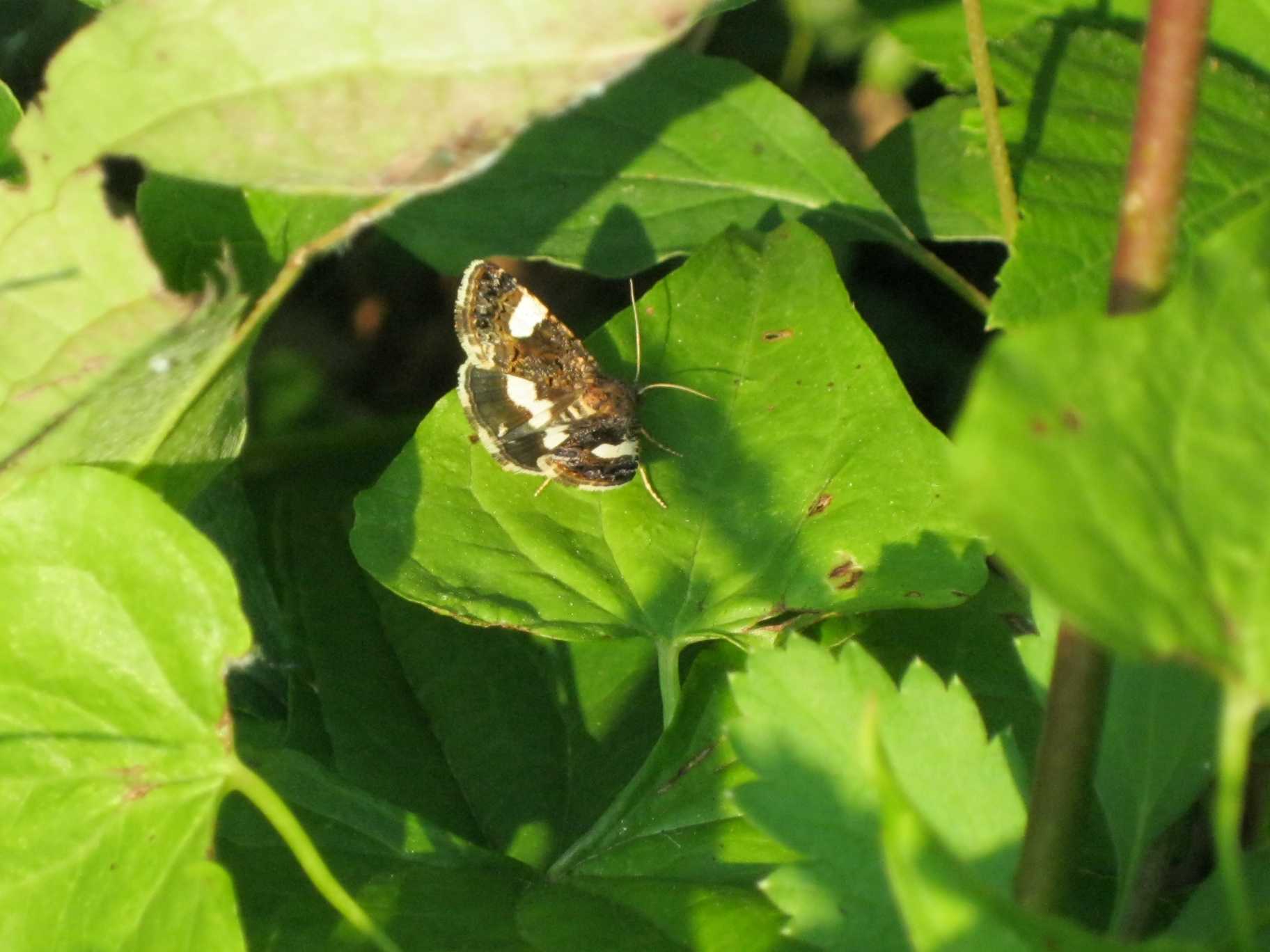 Falena colorata : Tyta luctuosa