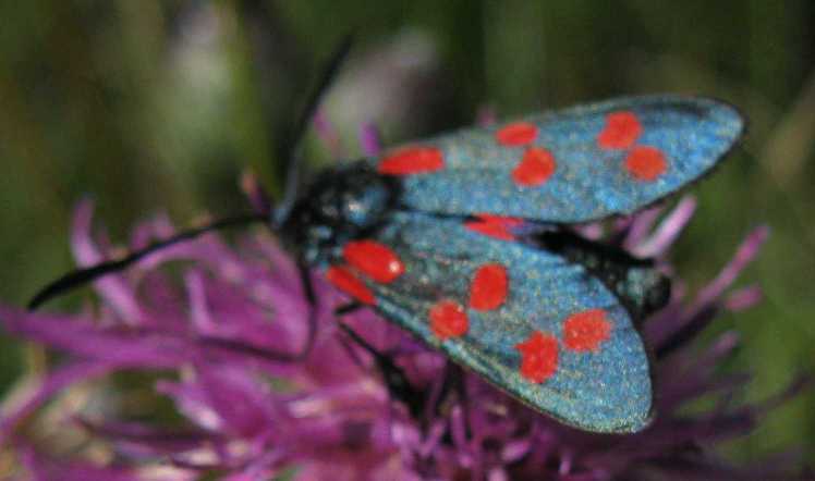 Zygaena sp.