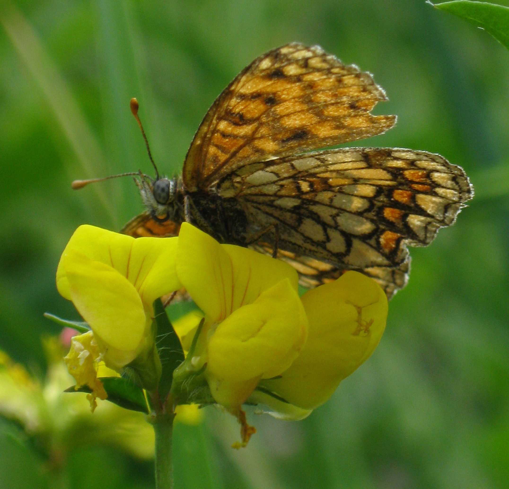 Melitaea diamina?