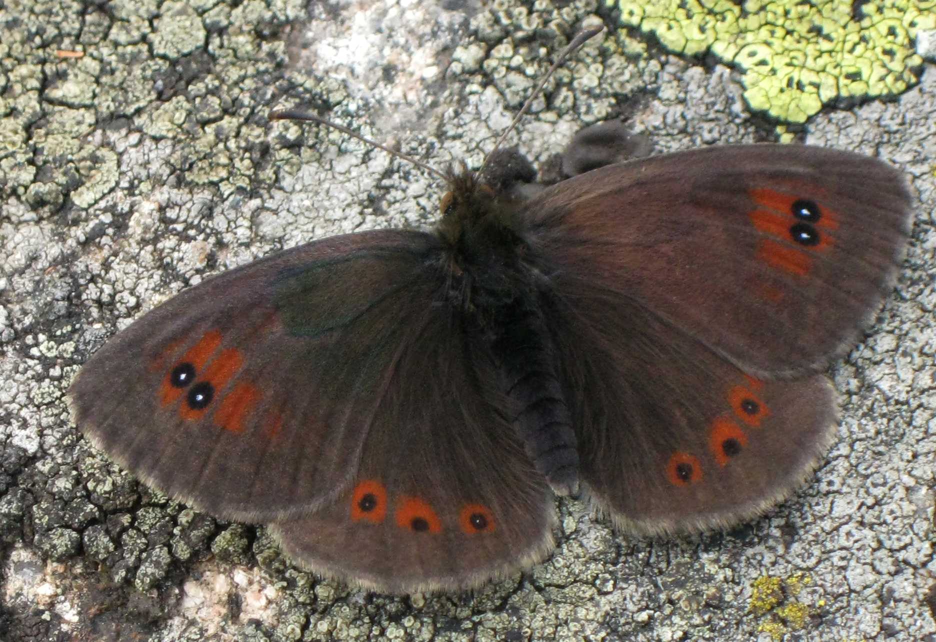 Erebia 1