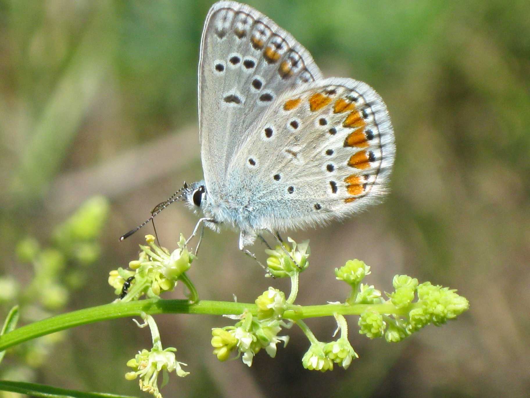 Polyommatus thersites