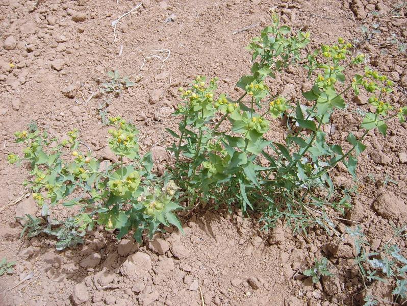 Fiori tunisini 2 - Euphorbia sp. e Convolvulus althaeoides