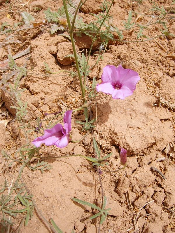 Fiori tunisini 2 - Euphorbia sp. e Convolvulus althaeoides