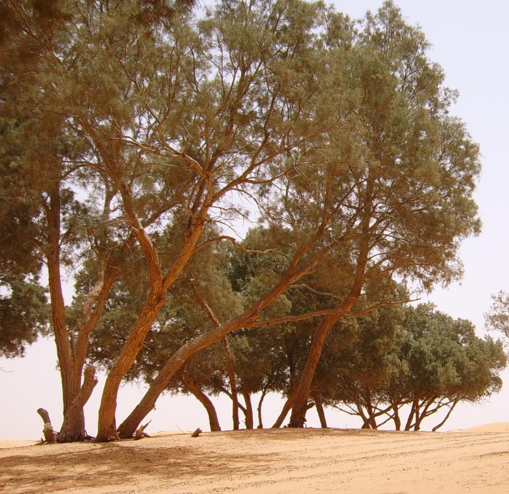 albero del deserto: Tamarix?