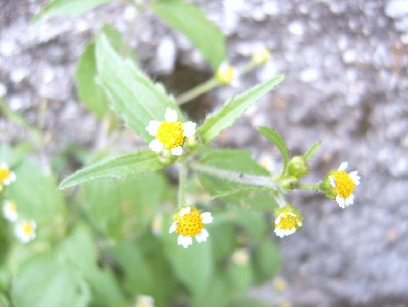 piante a Falcade (BL) - Galinsoga sp.