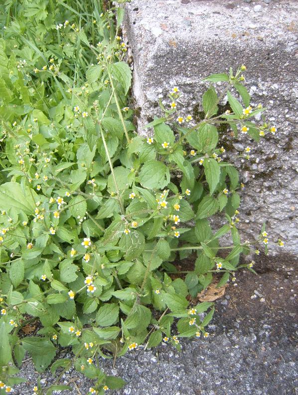 piante a Falcade (BL) - Galinsoga sp.