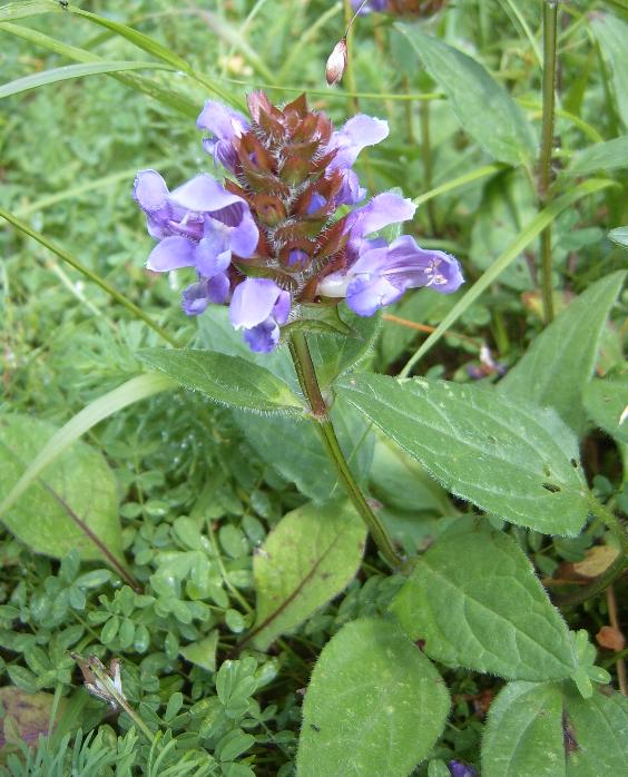 Prunella grandiflora / Prunella delle Alpi