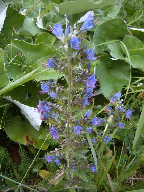 Echium vulgare / Viperina azzurra